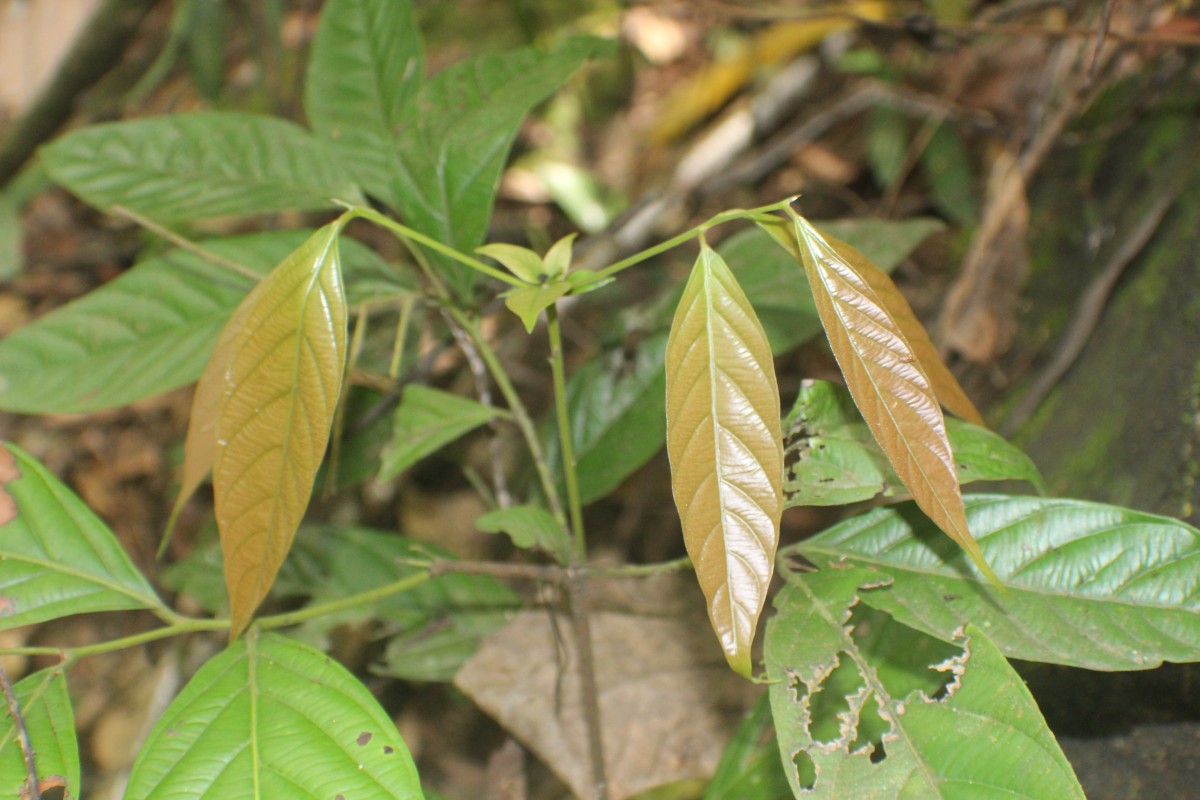 Diospyros insignis Thwaites